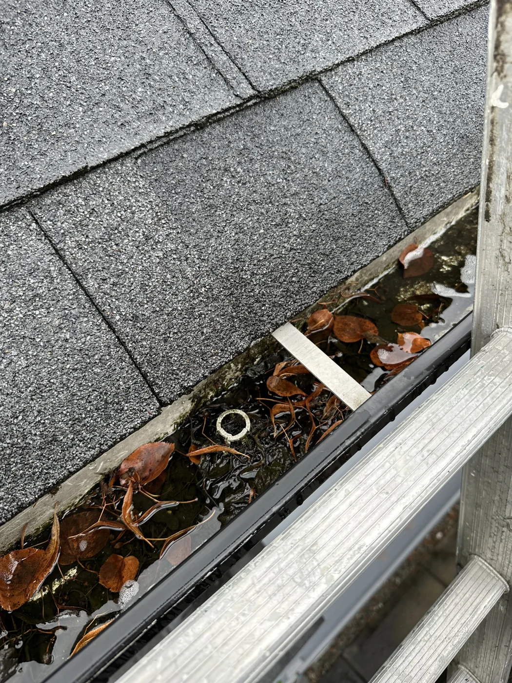 Leaves, organic debris and standing water around the gutter outlet before cleaning
